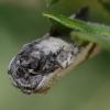 Parahypopta caestrum